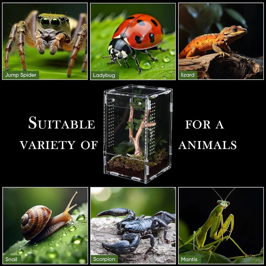 Acrylic Reptile Enclosure for Insects
